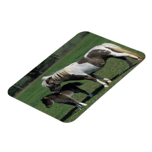 Miniatur-Mare & Foal-Stehend Magnet (Linke Seite)
