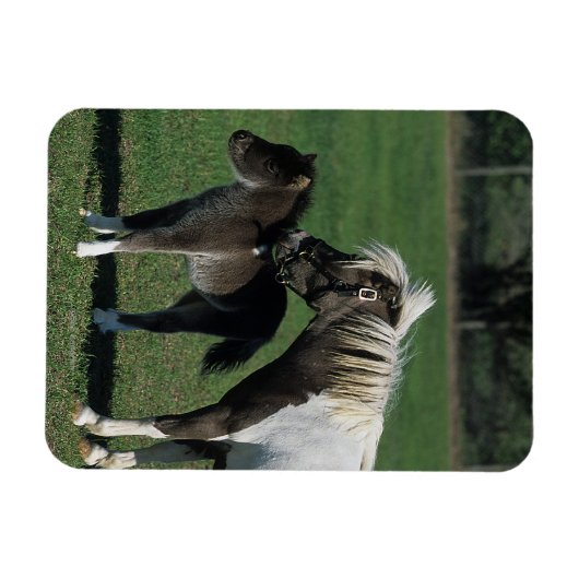 Miniatur-Mare & Foal-Stehend Magnet (Horizontal)