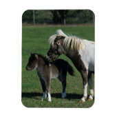 Miniatur-Mare & Foal-Stehend Magnet (Vertikal)