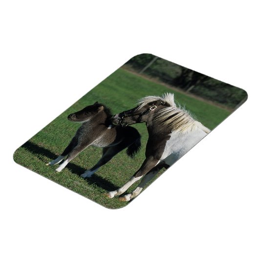 Miniatur-Mare & Foal-Stehend Magnet (Linke Seite)