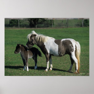 Miniatur-Mare & Foal-Stehend Poster