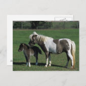 Miniatur-Mare & Foal-Stehend Postkarte (Vorne/Hinten)