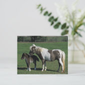 Miniatur-Mare & Foal-Stehend Postkarte (Stehend Vorderseite)