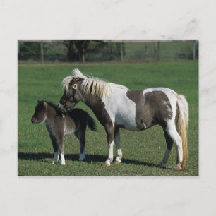 Miniatur-Mare & Foal-Stehend Postkarte