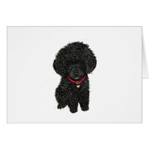 Miniatur- oder Spielzeugpoodle - Schwarz 1