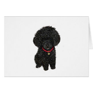 Miniatur- oder Spielzeugpoodle - Schwarz 1