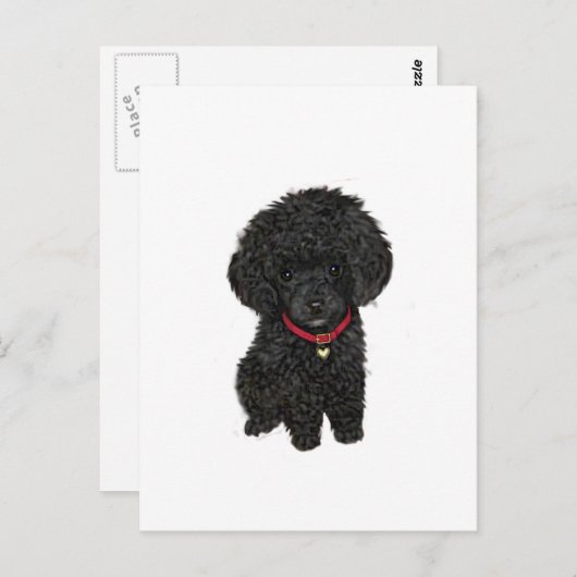 Miniatur- oder Spielzeugpoodle - Schwarz 1 Postkarte (Vorne/Hinten)