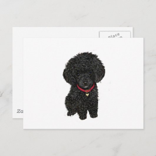 Miniatur- oder Spielzeugpoodle - Schwarz 1 Postkarte (Vorne/Hinten)
