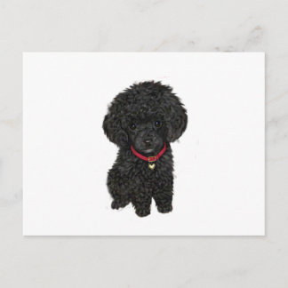 Miniatur- oder Spielzeugpoodle - Schwarz 1 Postkarte