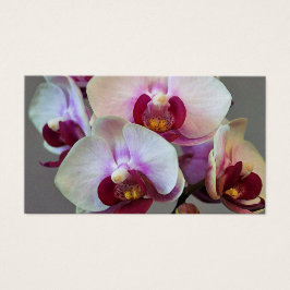 Miniatur Orchid