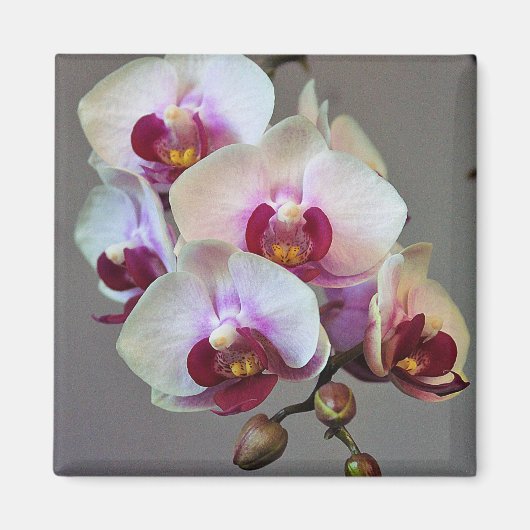 Miniatur Orchid Magnet (Vorne)