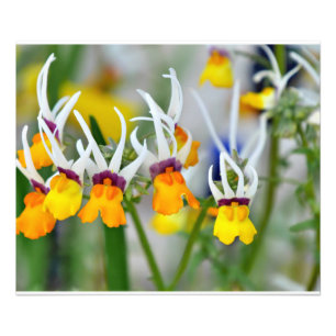 Miniatur-Orchideen Fotodruck