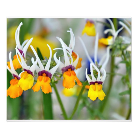 Miniatur-Orchideen Fotodruck (Vorne)