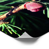 Miniatur Pine Cones Mirror Abstrakt Poster (Ecke)