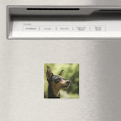 Miniatur Pinscher (Button) Magnet (In Situ (Geschirrspüler))