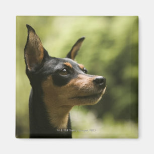Miniatur Pinscher (Button) Magnet