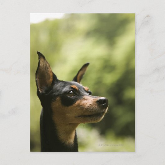 Miniatur Pinscher (Button) Postkarte (Vorderseite)