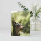 Miniatur Pinscher (Button) Postkarte (Stehend Vorderseite)