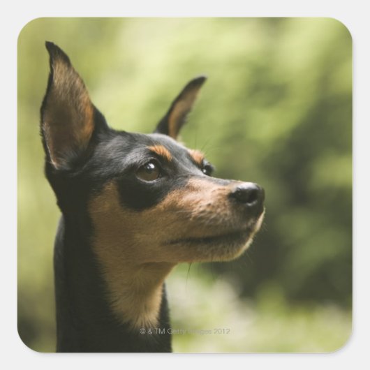 Miniatur Pinscher (Button) Quadratischer Aufkleber (Vorderseite)