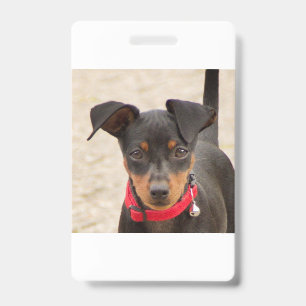 Miniatur-Pinscher-Schwarz und Rost Ausweis