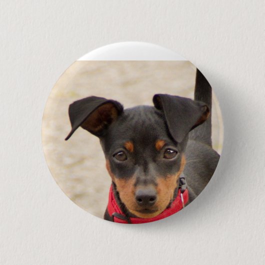 Miniatur-Pinscher-Schwarz und Rost Button (Vorderseite)