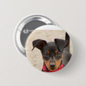 Miniatur-Pinscher-Schwarz und Rost Button (Vorne & Hinten)