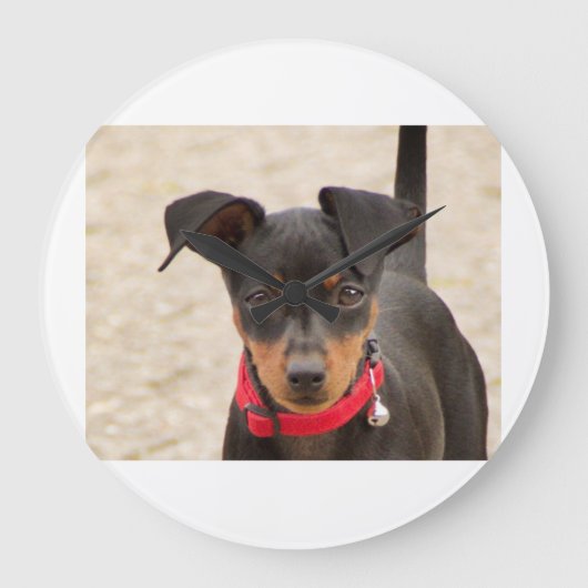 Miniatur-Pinscher-Schwarz und Rost Große Wanduhr (Vorderseite)