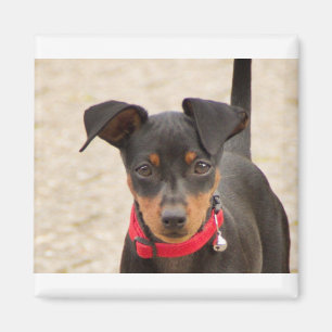 Miniatur-Pinscher-Schwarz und Rost Magnet