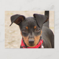 Miniatur-Pinscher-Schwarz und Rost