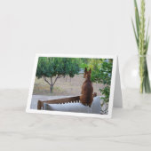 Miniatur Pinscher Sitzplatz auf der Bank Karte (Vorderseite)