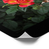 Miniatur-Rose 2 Mauer von Castelgrande Poster (Ecke)