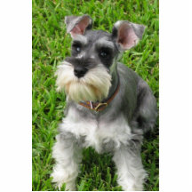 Miniatur Schnauzer 3-D figurine