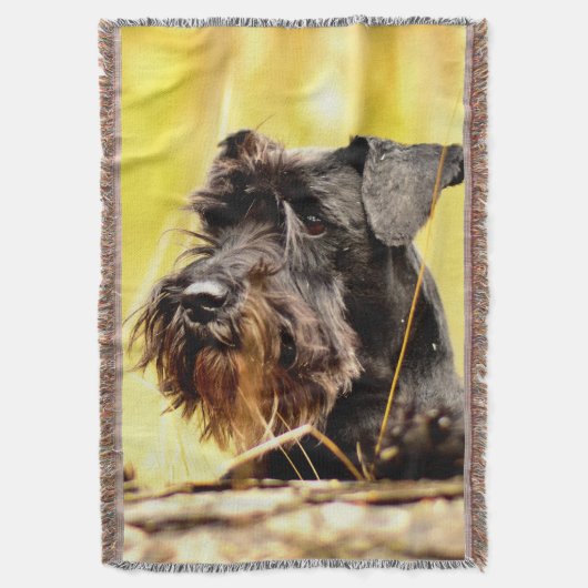 Miniatur-Schnauzer Decke (Vorderseite Vertikal)