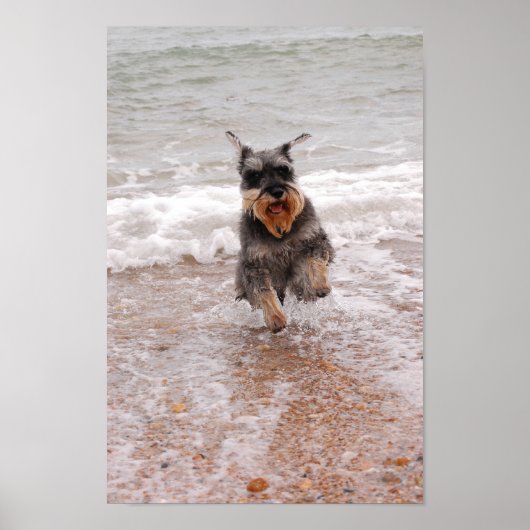 Miniatur Schnauzer im Meer Poster (Vorne)