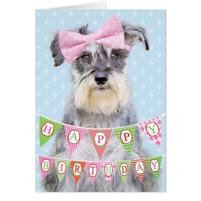 Miniatur Schnauzer mit rosa Polka Dot Bow (Vorne)