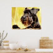 Miniatur-Schnauzer Poster (Küche)