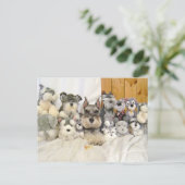Miniatur Schnauzer Postkarte (Stehend Vorderseite)