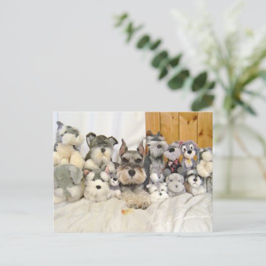Miniatur Schnauzer Postkarte (Stehend Vorderseite)