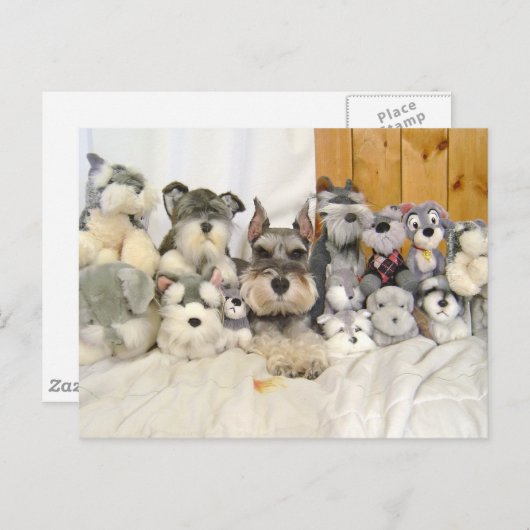 Miniatur Schnauzer Postkarte (Vorne/Hinten)