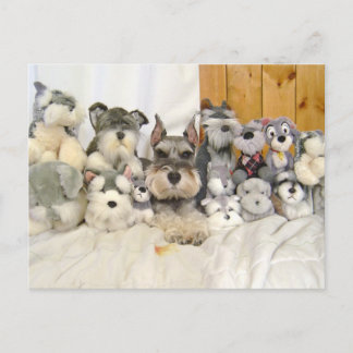 Miniatur Schnauzer Postkarte