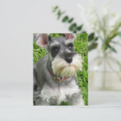 Miniatur Schnauzer Postkarte (Stehend Vorderseite)