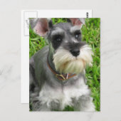 Miniatur Schnauzer Postkarte (Vorne/Hinten)