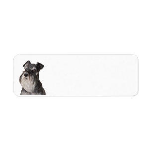 Miniatur_Schnauzer, schwarz und silber