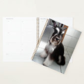 Miniatur Schnauzer Schwarz und Silber Sitzen Planer (Anzeige)