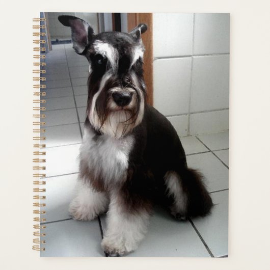 Miniatur Schnauzer Schwarz und Silber Sitzen Planer (Vorderseite)
