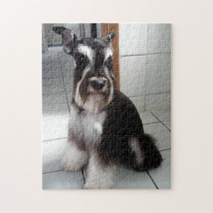 Miniatur Schnauzer Schwarz und Silber Sitzen Puzzle