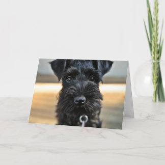 Miniatur Schnauzer Valentinstag Grußkarte Feiertagskarte