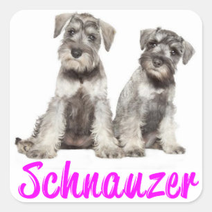 Miniatur-Schnauzer-Welpen-Liebe-Aufkleber Quadratischer Aufkleber
