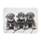Miniatur Schnauzer Welpen Magnet (Horizontal)