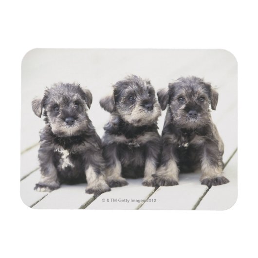 Miniatur Schnauzer Welpen Magnet (Horizontal)